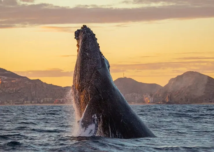 Cabo + Tour de Ballenas Grand Solmar Land´s End Cabo San Lucas Cabo + Tour de Ballenas Grand Solmar Land´s End Cabo San Lucas