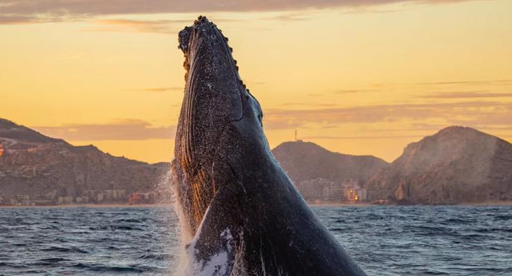 Paquete Avistamiento de Ballenas : Estancia + Experiencia de avistamiento de ballenas. Grand Solmar Land´s End Cabo San Lucas Paquete Avistamiento de Ballenas : Estancia + Experiencia de avistamiento de ballenas. Grand Solmar Land´s End Cabo San Lucas