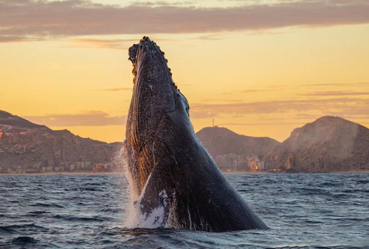 Whale Watching Package : Stay + One whale-watching experience. Grand Solmar Land´s End Cabo San Lucas Whale Watching Package : Stay + One whale-watching experience. Grand Solmar Land´s End Cabo San Lucas