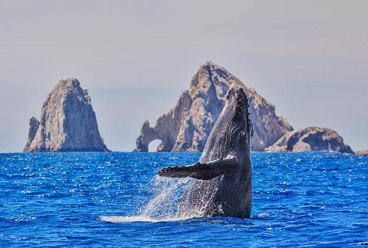 Avistamiento de Ballenas Grand Solmar Land´s End Cabo San Lucas Avistamiento de Ballenas Grand Solmar Land´s End Cabo San Lucas